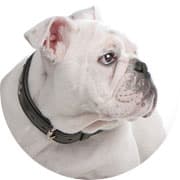 Sara — Dog Sitter Certificata