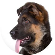 Dott. Bianchi — Veterinario