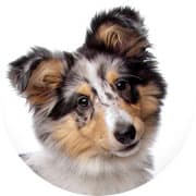 Marco — Educatore Cinofilo